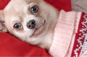 Kia Pet nos comparte algunos tips para proteger a las mascotas de las bajas temperaturas