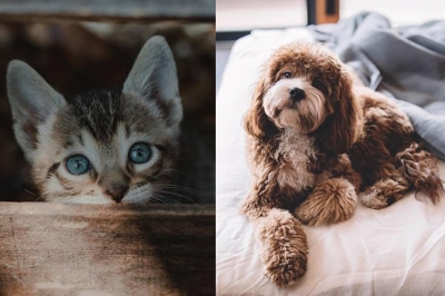 Cuatro hábitos infalibles para mejorar la calidad de vida de tus mascotas