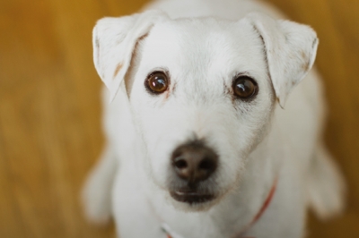 Razones por las que adoptar a un perro es la mejor decisión