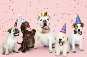 ¡Celebra el cumpleaños de tu mascota!