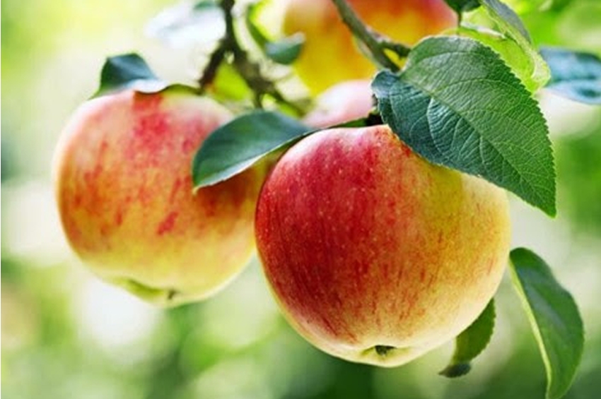 Revitaliza tu año con Honeycrisp: La manzana perfecta para recuperar energías
