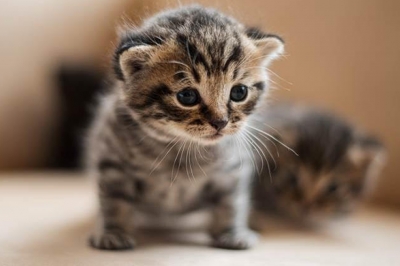 Cuidados para un gatito en sus primeros meses de vida