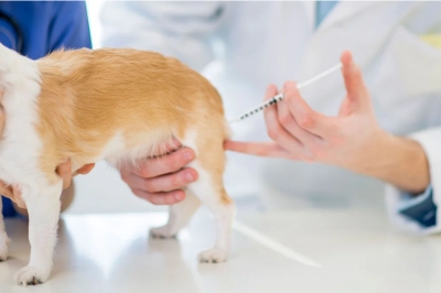 Vacunación animal, la medida más efectiva contra enfermedades como la rabia