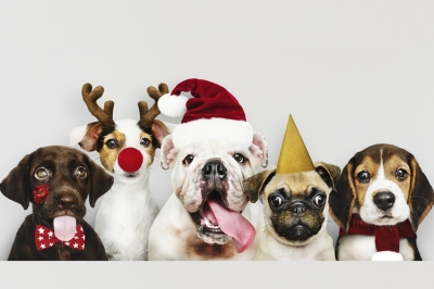 5 opciones de regalo para tu mascota en Navidad